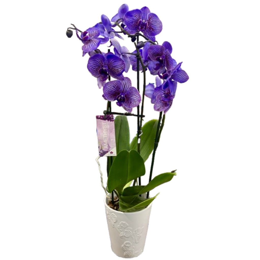 Amethyst Mystique Orchid –  Schnucks Florist And Gifts #162, Olivette MO