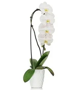 Cascade Orchid