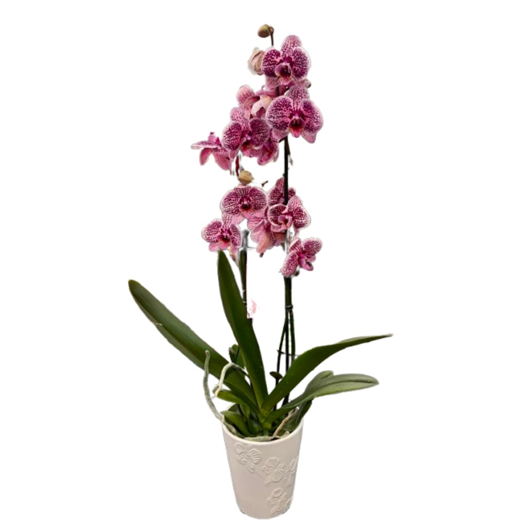 Pink Hypnotic Mystique Orchid –  Schnucks Florist And Gifts #162, Olivette MO
