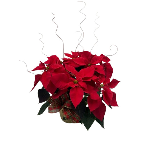 6 Inch Poinsettia Decorated