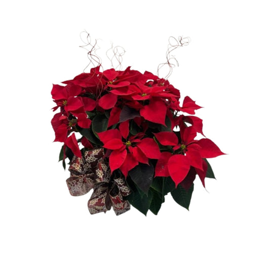 8 Inch Poinsettia Decorated