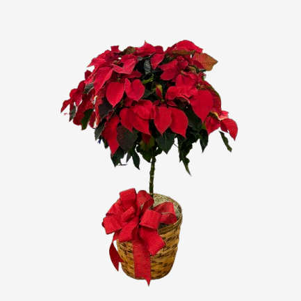 10 Inch Poinsettia Tree