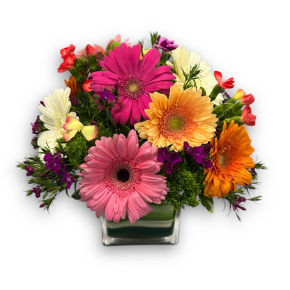 Gerbera Parade
