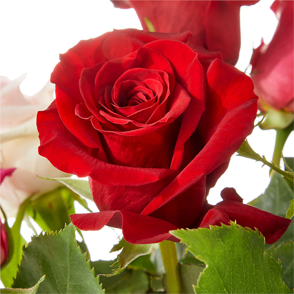 Love Notes Rose Bouquet –  Schnucks Florist And Gifts #162, Olivette MO