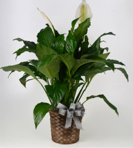 8in Peace Lily