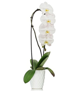 Waterfall Orchid