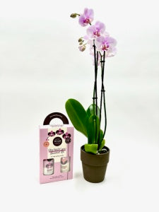 Orchid Bundle