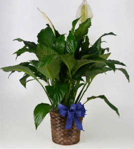 10in Peace Lily