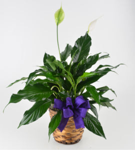 6in Peace Lily